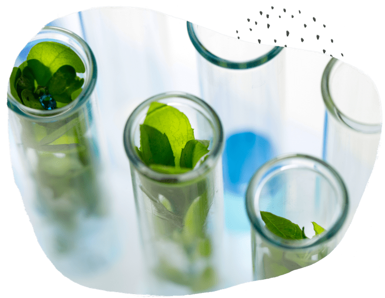 a group of test tubes with leaves inside